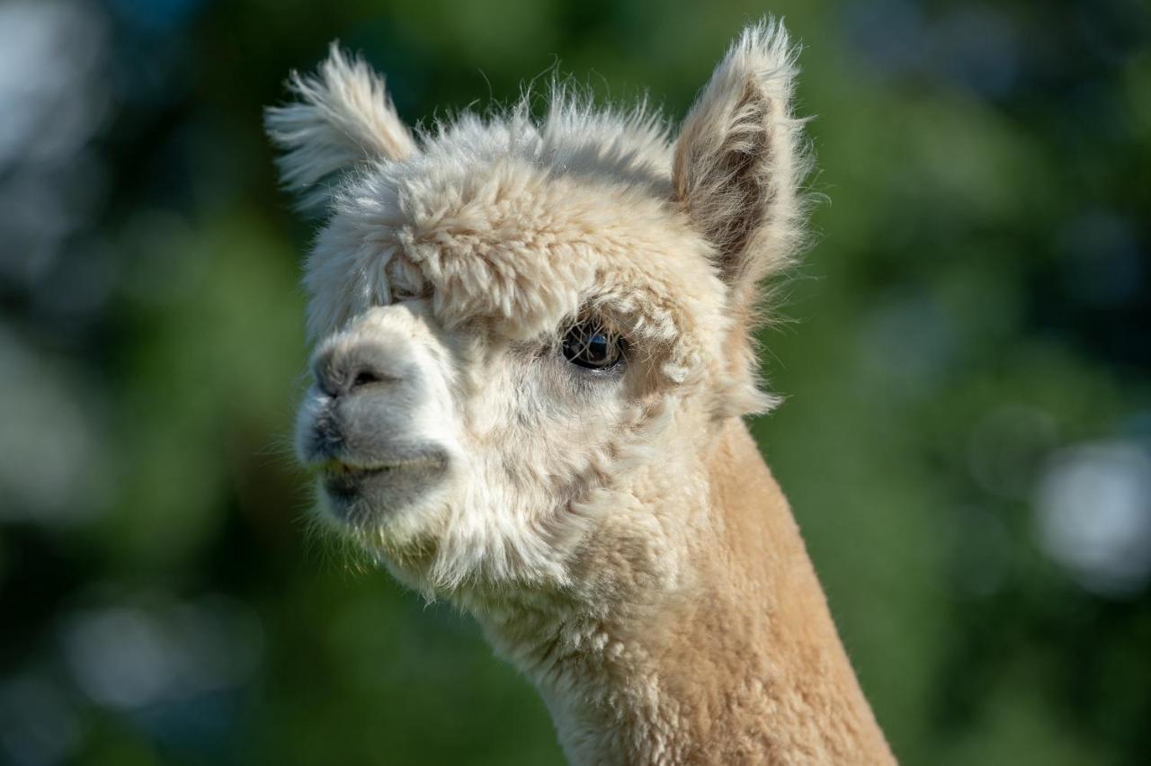 Вілла Alpaca Fold Престон Екстер'єр фото