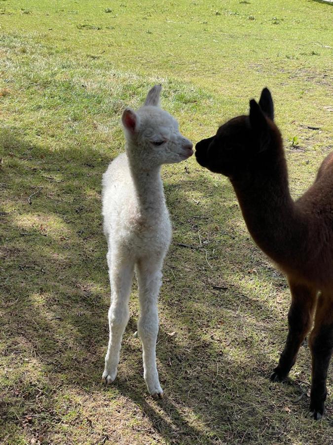 Вілла Alpaca Fold Престон Екстер'єр фото