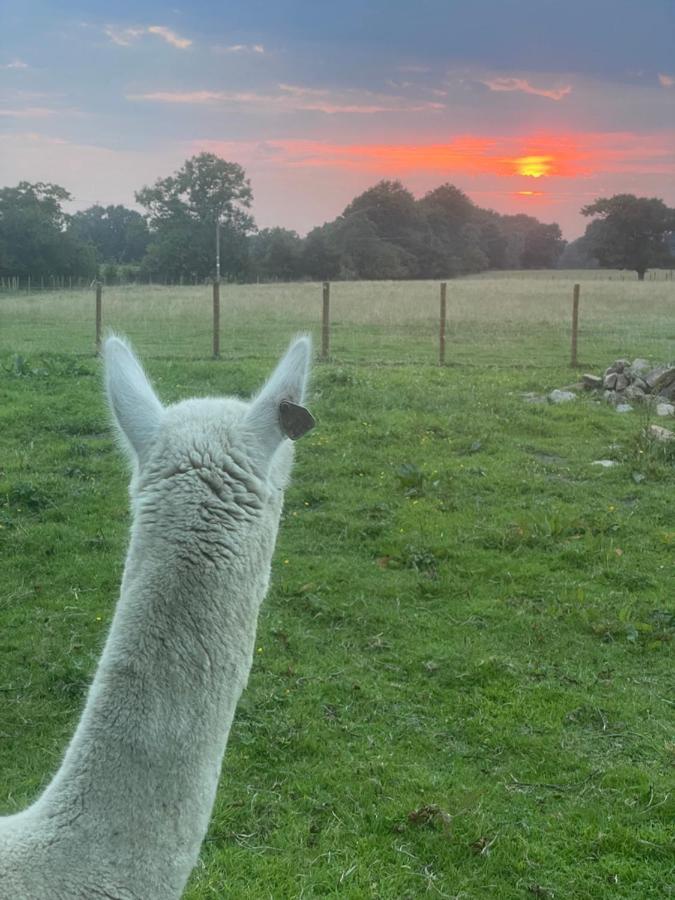 Вілла Alpaca Fold Престон Екстер'єр фото